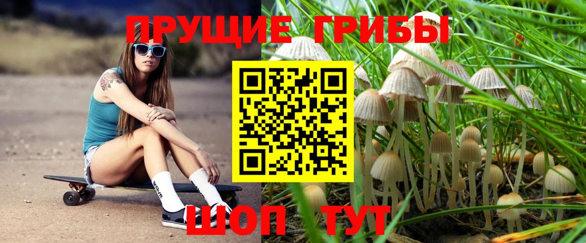 Псилоцибиновые грибы Psilocybe Крымск